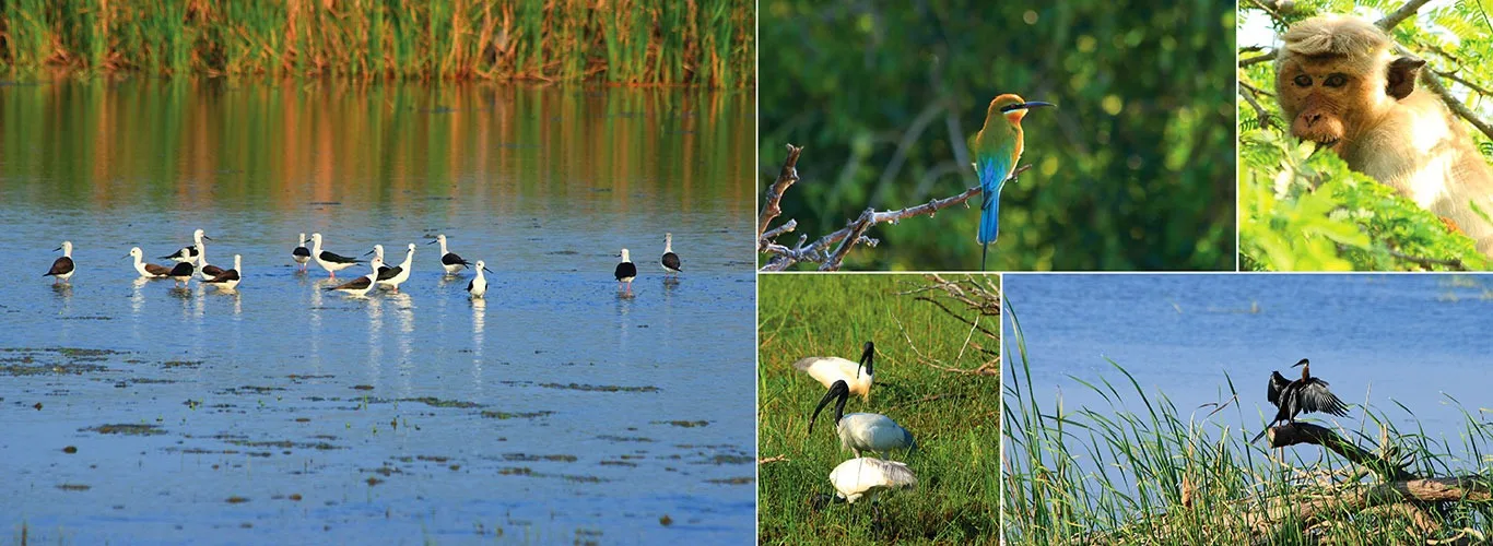 Bundala Bird Sanctuary