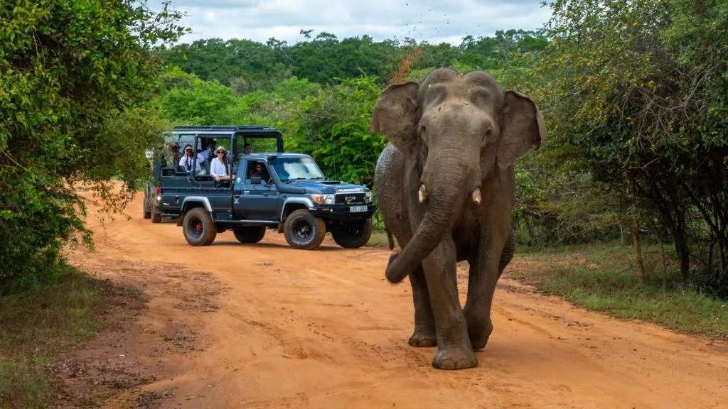 Elephants