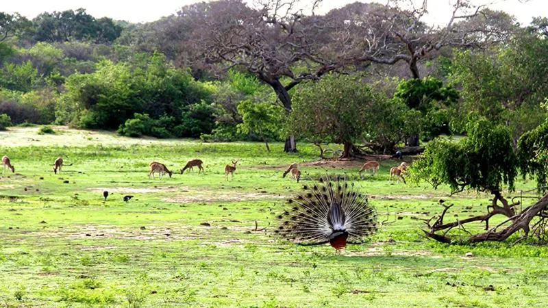 Peacocks
