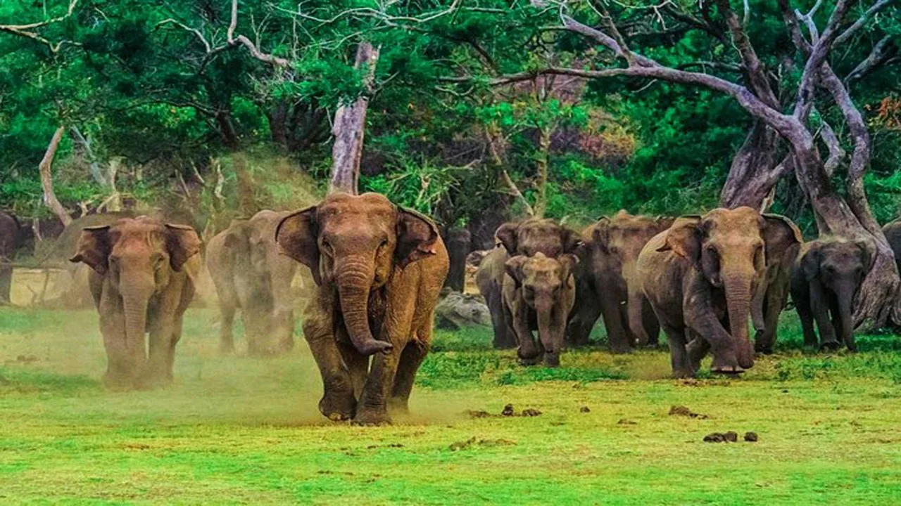 Udawalawe National Park